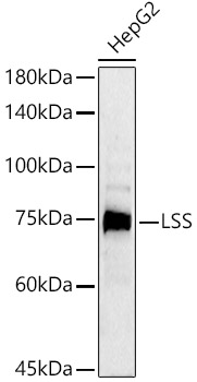 a01431 lss primary antiboties wb testing 1