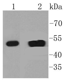 a01432 2 krt14 primary antiboties wb testing 1