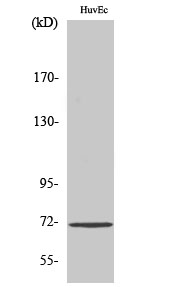 Western blotting validation for Anti-Phospho-Cdc25A (S75) Antibody A01433S75
Western Blot (WB) analysis of specific cells using Phospho-Cdc25A (S75) polyclonal antibody
