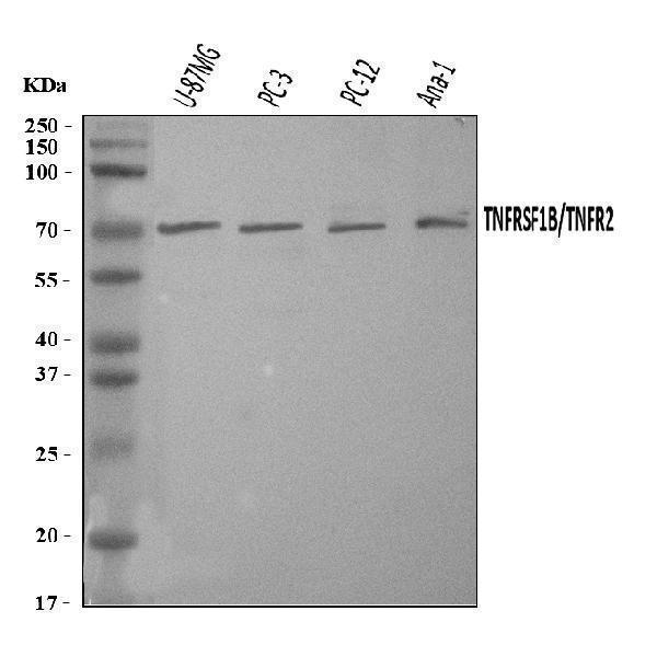  Western blot analysis of TNF Receptor II/TNFRSF1B using anti-TNF Receptor II/TNFRSF1B antibody (A01437-1)