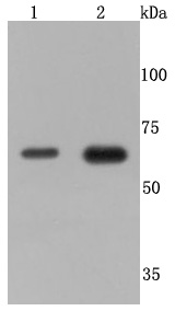 a01437 tnfrsf1b primary antiboties wb testing 1
