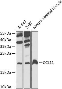 Western blot analysis of extracts of various cell lines, using CCL11 antibody