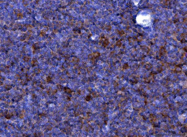  IHC analysis of Eotaxin/Ccl11 using anti-Eotaxin/Ccl11 antibody (A01438-2)