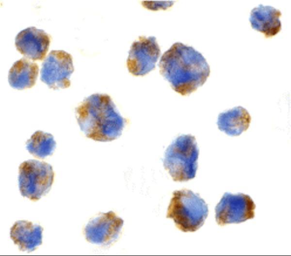 Immunocytochemistry of Eotaxin in 293 cells with Eotaxin antibody at 5 μg/mL