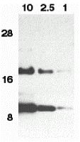 Western blot analysis of eotaxin in HeLa cell lysate containing 10, 2