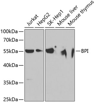 a01444 bpi primary antiboties wb testing 1