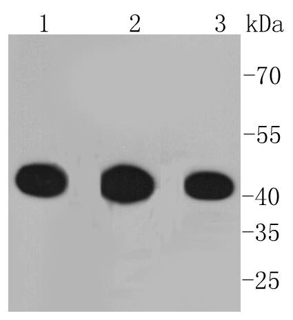 Western blot analysis of PGK1 on different lysates using anti-PGK1 antibody at 1/1,000 dilution