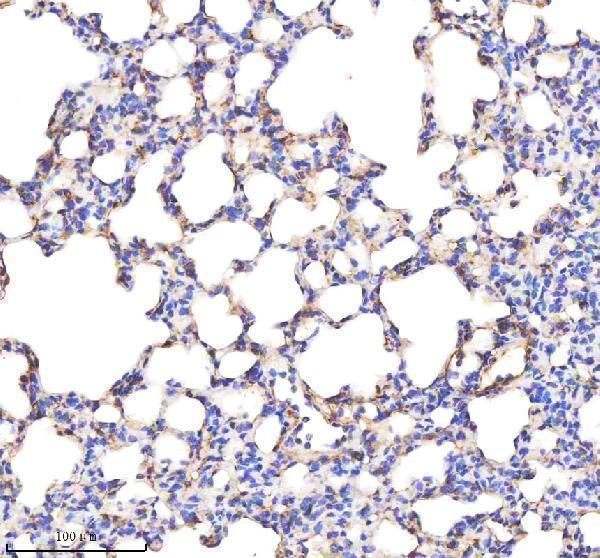 a01451 1 anxa1 primary antibodies ihc testing 10