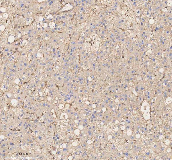 a01451 1 anxa1 primary antibodies ihc testing 4