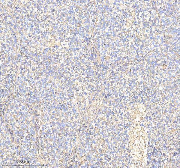 a01451 1 anxa1 primary antibodies ihc testing 5
