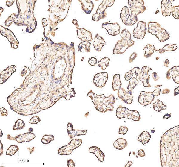 a01451 1 anxa1 primary antibodies ihc testing 6