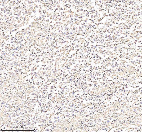 a01451 1 anxa1 primary antibodies ihc testing 7