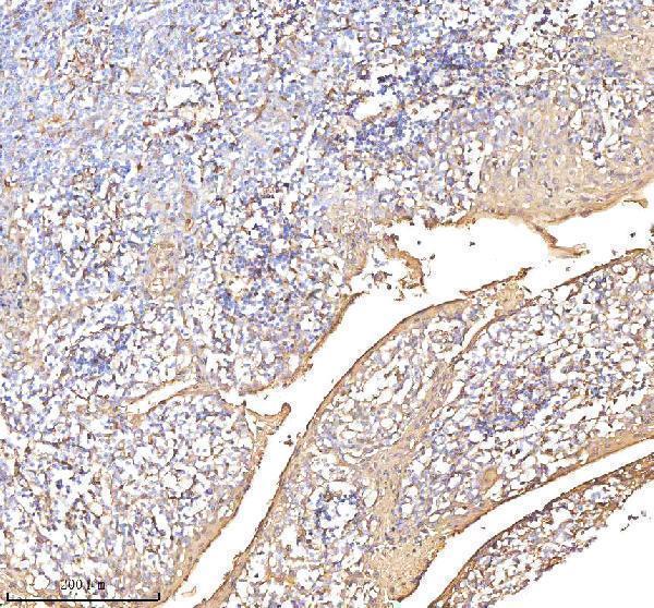 a01451 1 anxa1 primary antibodies ihc testing 8