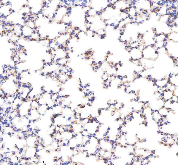 a01451 1 anxa1 primary antibodies ihc testing 9