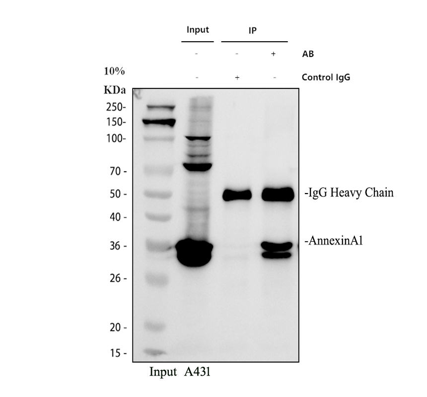 a01451 1 anxa1 primary antibodies ip testing 1