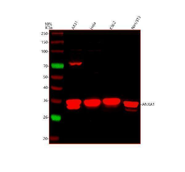  Western blot analysis of Annexin A1/ANXA1 using anti-Annexin A1/ANXA1 antibody (A01451-1)