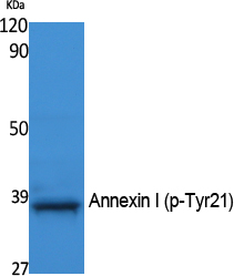 a01451y21 anxa1 primary antibodies wb testing 1