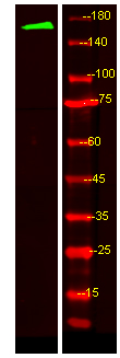 Western Blot analysis of HEK293 lysis, using primary antibody at 1:1000 dilution