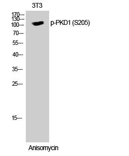 a01455s205 1 prkd1 primary antibodies wb testing 2