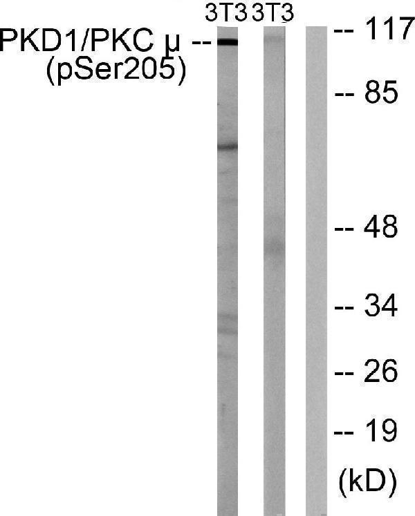 a01455s205 1 prkd1 primary antibodies wb testing 3