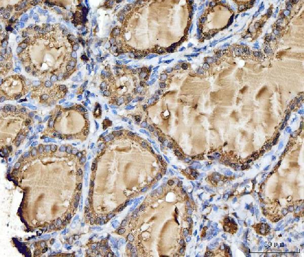 a01456 3 ctsb primary antibodies ihc testing 4