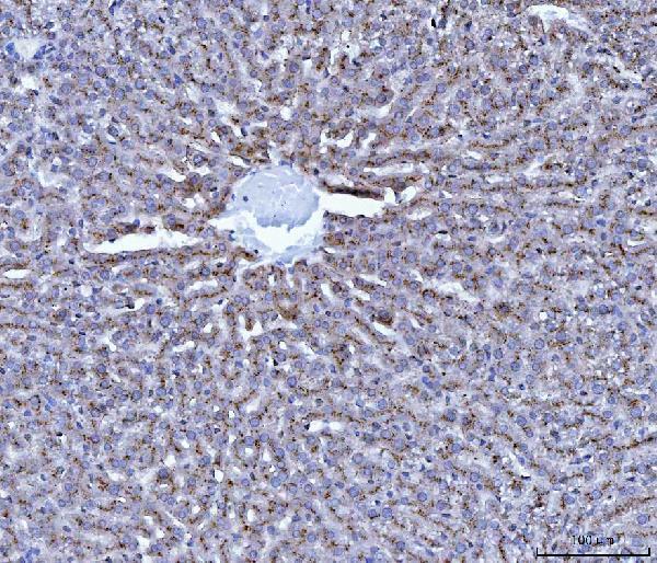 a01456 3 ctsb primary antibodies ihc testing 6