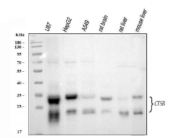  Western blot analysis of Cathepsin B/CTSB using anti-Cathepsin B/CTSB antibody (A01456-3)