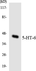 Western blot analysis of the lysates from COLO205 cells using 5-HT-6 antibody