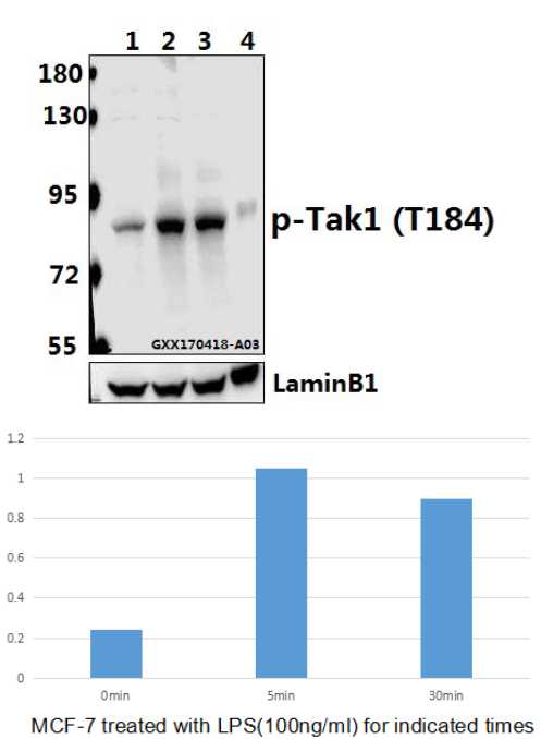 a01458t184 map3k7 primary antiboties wb testing 1