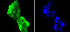 ICC staining Hes1 in Hela cells (green)