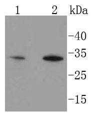 Western blot analysis of Hes1 on different lysates using anti-Hes1 antibody at 1/1,000 dilution
