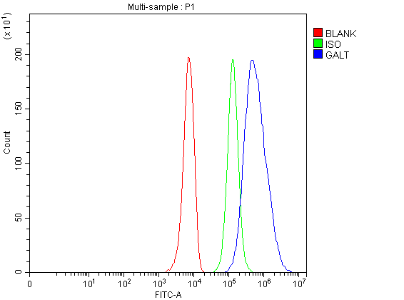  Flow Cytometry analysis of HepG2 cells using anti-GALT antibody (A01460-1)