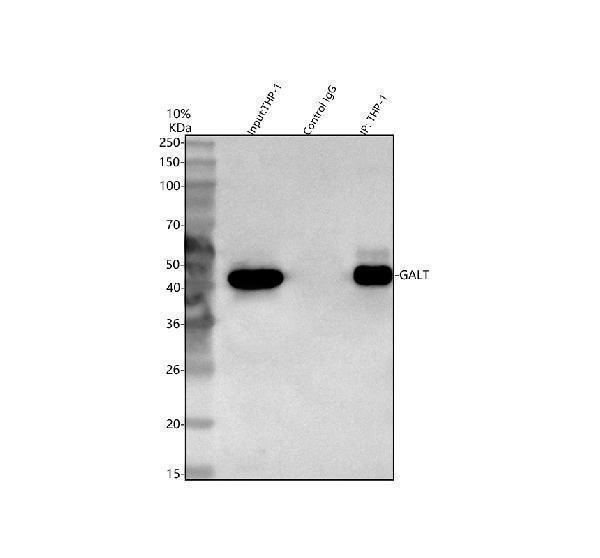 a01460 1 galt primary antibodies ip testing 4