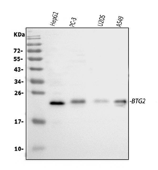 a01461 1 btg2 primary antibodies wb testing 1_1
