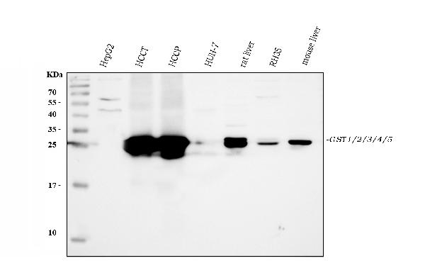 Western blot analysis of GSTA1/A2/A3/A4/A5 using anti-GSTA1/A2/A3/A4/A5 antibody (A01462-1).