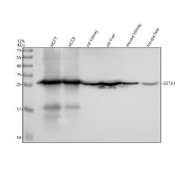 a01462 3 gsta1 primary antibodies wb testing 1