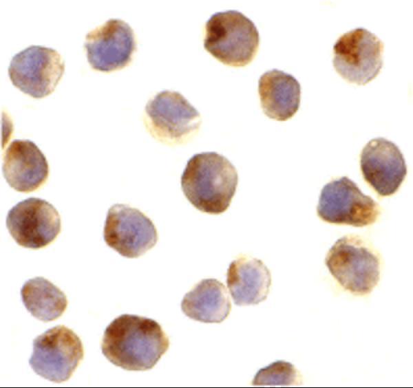 a01463 1 rptor primary antibodies icc testing 2