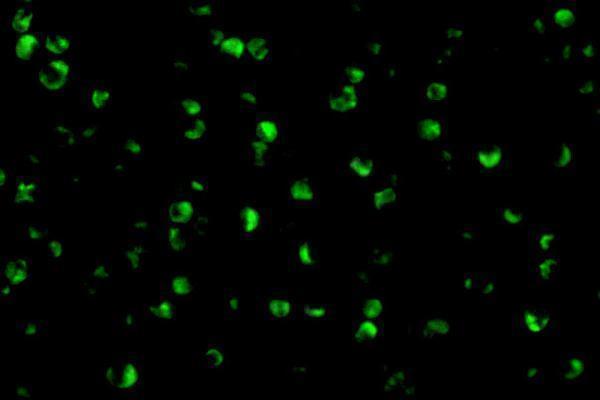a01463 1 rptor primary antibodies if testing 3