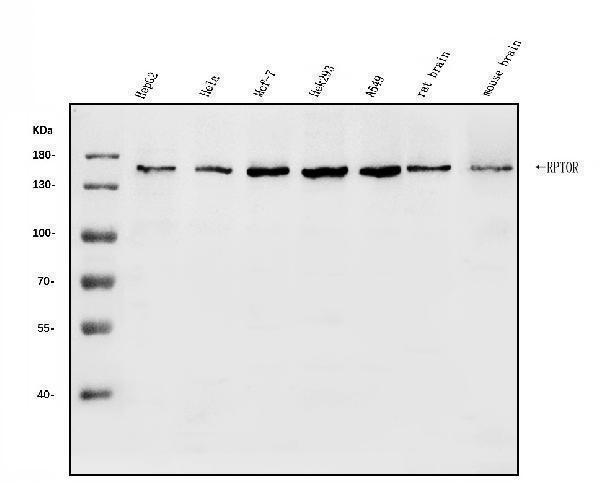 a01463 3 rptor primary antibodies wb testing 1