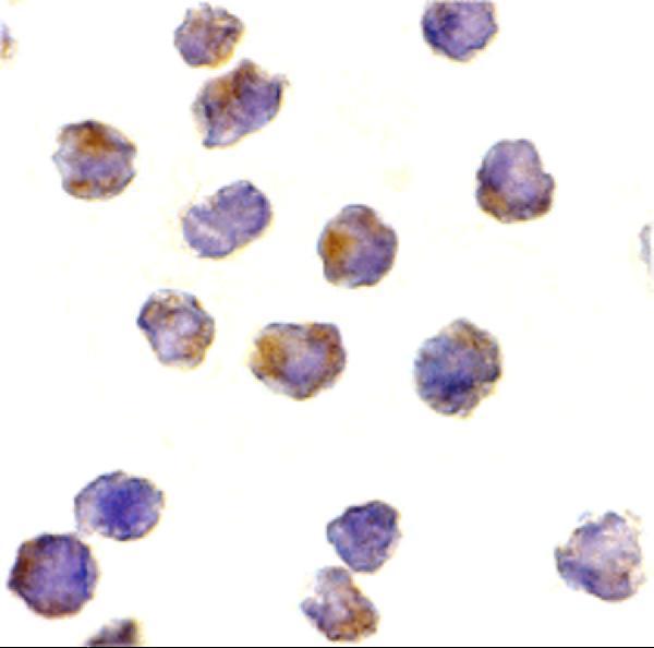 a01463 rptor primary antibodies icc testing 2