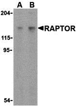 a01463 rptor primary antibodies wb testing 1