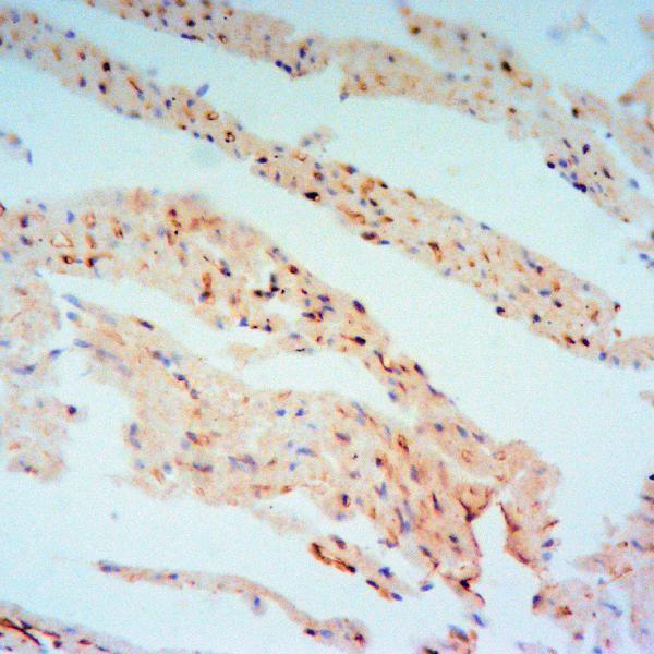 a01463s792 rptor primary antiboties ihc testing 2