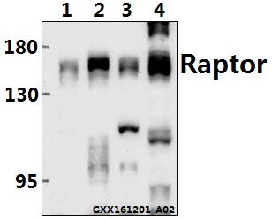 a01463s792 rptor primary antiboties wb testing 1