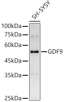 Western blot analysis of extracts of SH-SY5Y cells, using GDF9 antibody  at  1:2073 dilution