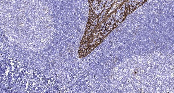 Immunohistochemical analysis of paraffin-embedded human tonsil