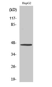 Western Blot analysis of various cells using SR-1A Polyclonal Antibody diluted at 1:500