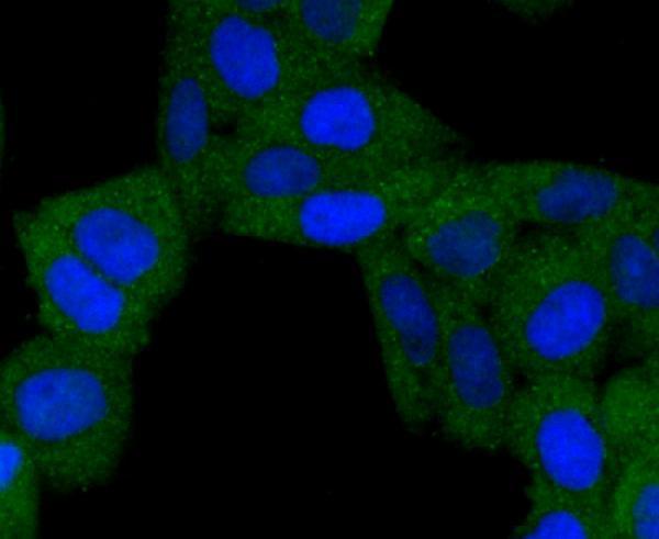 a01469 2 bnip3 primary antiboties icc testing 2