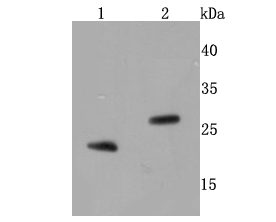 a01469 2 bnip3 primary antiboties wb testing 1