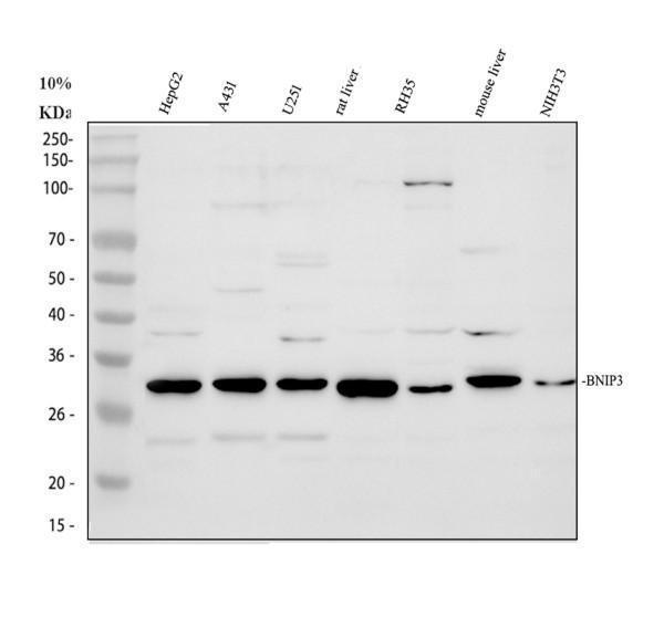 a01469 bnip3 primary antibodies wb testing 1