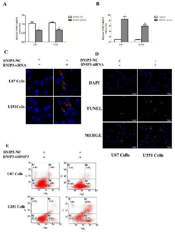 a01469 oncotarget 08 61510 g008